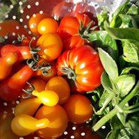 Tomatoes and Squash grown from seed on the allotment