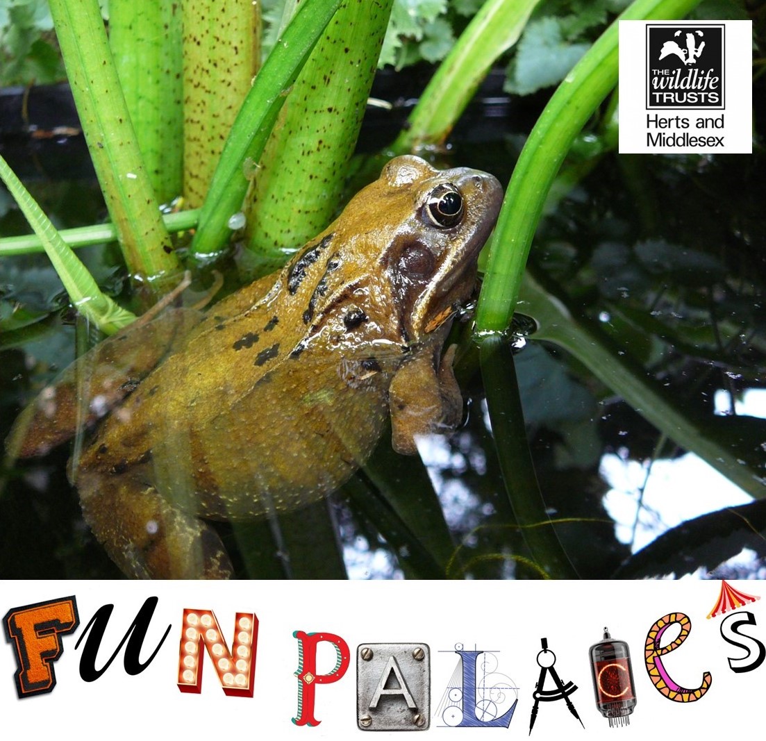 Frogs & Toads!
